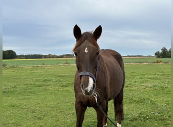 Oldenburger, Merrie, 12 Jaar, 168 cm, Donkere-vos