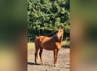 Oldenburger, Merrie, 12 Jaar, 168 cm, Vos