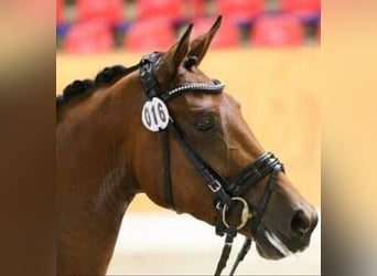 Oldenburger, Merrie, 12 Jaar, 169 cm, Bruin