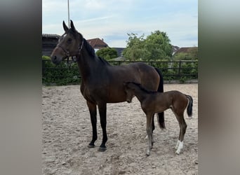 Oldenburger, Merrie, 12 Jaar, 169 cm, Bruin