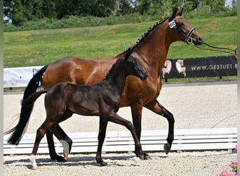 Oldenburger, Merrie, 12 Jaar, 170 cm, Bruin