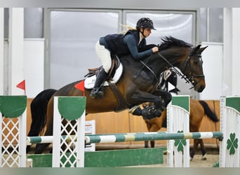 Oldenburger, Merrie, 12 Jaar, 170 cm, Roodbruin