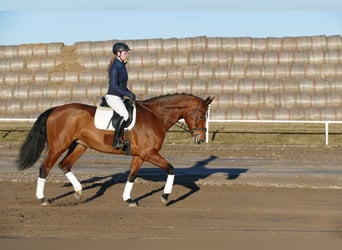 Oldenburger, Merrie, 12 Jaar, 172 cm, Bruin