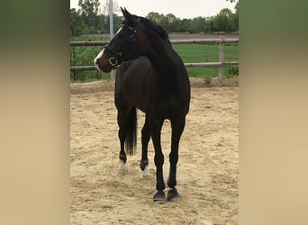 Oldenburger, Merrie, 12 Jaar, 172 cm, Donkerbruin