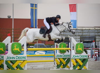 Oldenburger, Merrie, 12 Jaar, 172 cm, Schimmel