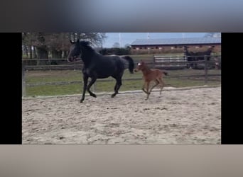 Oldenburger, Merrie, 12 Jaar, 172 cm, Zwartbruin