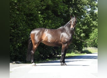 Oldenburger, Merrie, 13 Jaar, 160 cm, Donkerbruin