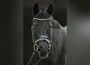 Oldenburger, Merrie, 13 Jaar, 160 cm, Zwart