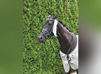 Oldenburger, Merrie, 13 Jaar, 160 cm, Zwart