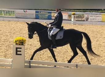 Oldenburger, Merrie, 13 Jaar, 160 cm, Zwart