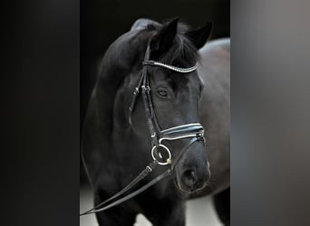 Oldenburger, Merrie, 13 Jaar, 160 cm, Zwart