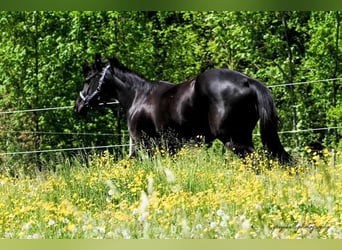 Oldenburger, Merrie, 13 Jaar, 160 cm, Zwart