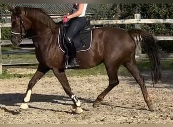 Oldenburger, Merrie, 13 Jaar, 162 cm, Vos