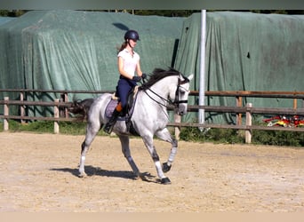 Oldenburger, Merrie, 13 Jaar, 164 cm, Schimmel