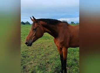 Oldenburger, Merrie, 13 Jaar, 165 cm, Bruin
