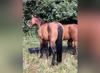 Oldenburger, Merrie, 13 Jaar, 165 cm, Bruin