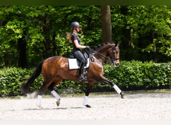 Oldenburger, Merrie, 13 Jaar, 167 cm, Donkerbruin