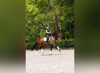 Oldenburger, Merrie, 13 Jaar, 167 cm, Donkerbruin