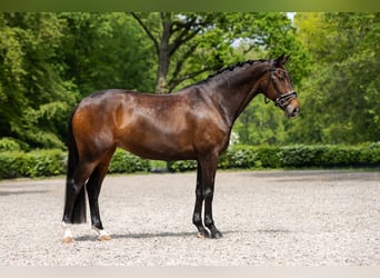 Oldenburger, Merrie, 13 Jaar, 167 cm, Donkerbruin