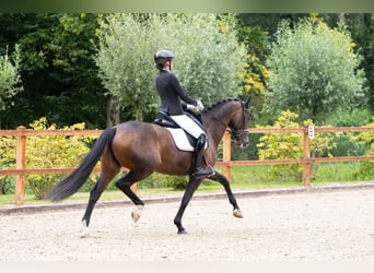 Oldenburger, Merrie, 13 Jaar, 167 cm, Donkerbruin