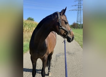 Oldenburger, Merrie, 13 Jaar, 167 cm, Donkerbruin