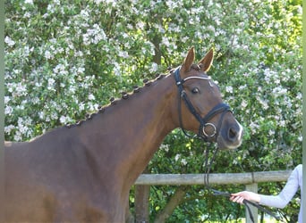 Oldenburger, Merrie, 13 Jaar, 167 cm, Donkere-vos