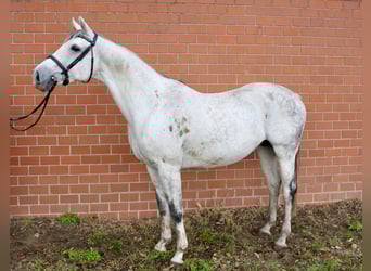 Oldenburger, Merrie, 13 Jaar, 167 cm, Schimmel
