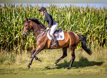 Oldenburger, Merrie, 13 Jaar, 168 cm, Bruin