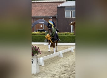 Oldenburger, Merrie, 13 Jaar, 168 cm, Donkere-vos