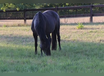 Oldenburger, Merrie, 13 Jaar, 169 cm, Zwartbruin