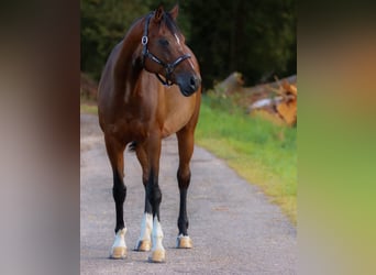 Oldenburger, Merrie, 13 Jaar, 170 cm, Bruin