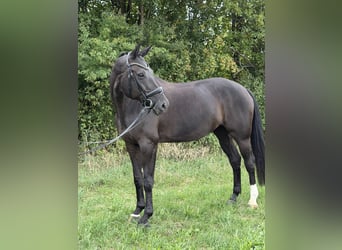 Oldenburger, Merrie, 13 Jaar, 170 cm, Zwart