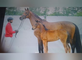 Oldenburger, Merrie, 13 Jaar, 172 cm, Bruin