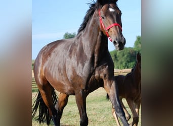 Oldenburger, Merrie, 13 Jaar, 172 cm, Donkerbruin