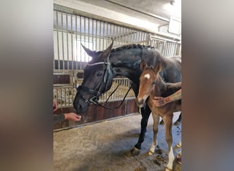 Oldenburger, Merrie, 13 Jaar, 172 cm, Zwartbruin