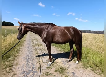 Oldenburger, Merrie, 13 Jaar, 173 cm, Donkere-vos