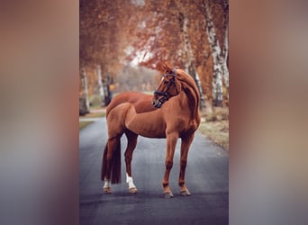 Oldenburger, Merrie, 13 Jaar, 173 cm, Vos