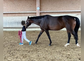 Oldenburger, Merrie, 14 Jaar, 162 cm, Donkerbruin