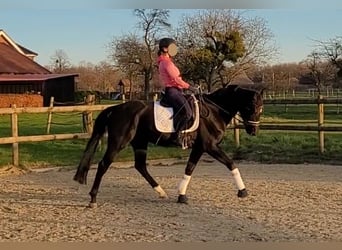 Oldenburger, Merrie, 14 Jaar, 162 cm, Zwartbruin