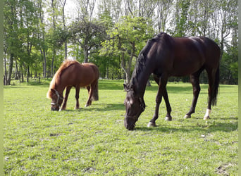 Oldenburger, Merrie, 14 Jaar, 162 cm, Zwartbruin