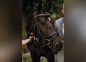 Oldenburger, Merrie, 14 Jaar, 162 cm, Zwartbruin