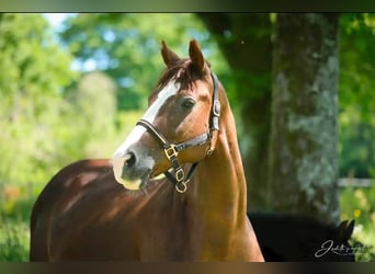 Oldenburger, Merrie, 14 Jaar, 163 cm, Donkere-vos
