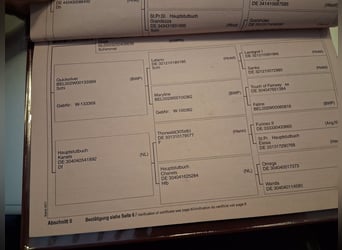 Oldenburger, Merrie, 14 Jaar, 164 cm, Schimmel