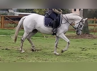 Oldenburger, Merrie, 14 Jaar, 164 cm, Schimmel