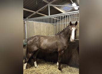 Oldenburger, Merrie, 14 Jaar, 164 cm, Vos