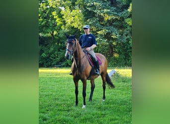 Oldenburger, Merrie, 14 Jaar, 165 cm, Bruin