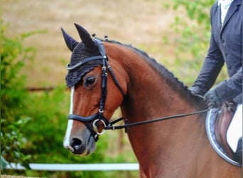 Oldenburger, Merrie, 14 Jaar, 165 cm, Bruin