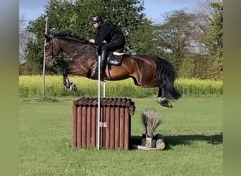 Oldenburger, Merrie, 14 Jaar, 166 cm, Donkerbruin