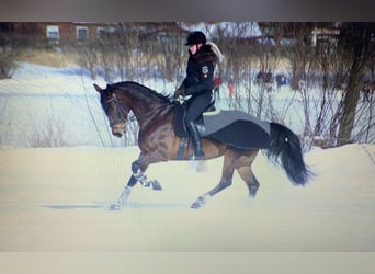 Oldenburger, Merrie, 14 Jaar, 166 cm, Donkerbruin