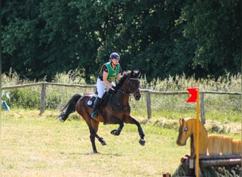 Oldenburger, Merrie, 14 Jaar, 166 cm, Donkerbruin